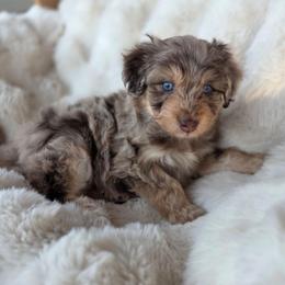 Watermelon - Red merle female Aussiedoodle puppy in North Royalton, Ohio from Johnson's Doodles