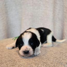 Hulk - Black and white male Sheepadoodle puppy in Ashton, Idaho from Kerr Kanine Ranch