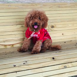 Goldendoodle All Grown Up from Maggie Doodles