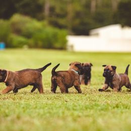 Belgian Malinois Puppies from Blue Shield Malinois