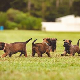 Belgian Malinois Puppies from Blue Shield Malinois