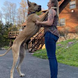 Great Dane Puppies from F&B Kennels