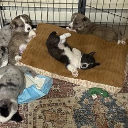 Cardigan Welsh Corgi Puppies from Squires Corgi Cottage