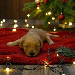 Blizzard - Red male Maltipoo puppy in St. George, Utah from Winchester Hills Poodles and Doodles