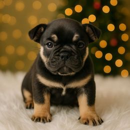 Blue n Tan Boy - Black and tan male French Bulldog puppy in Euless, Texas from Moki&Mello