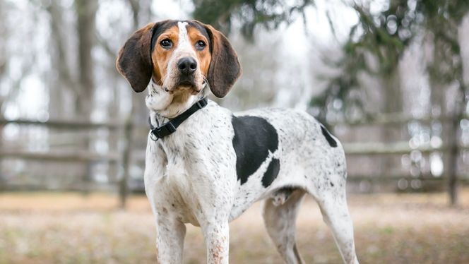 Treeing Walker Coonhound