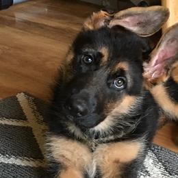 German Shepherds from VonBacchus Shepherds