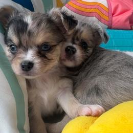 Cash blue eyes - Merle male Chihuahua puppy in Canton, Georgia from Moon Made Farm