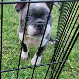 Boston Terrier Puppies from Sooner Bred Bostons