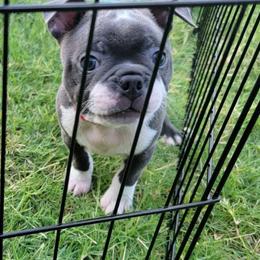 Boston Terrier Puppies from Sooner Bred Bostons