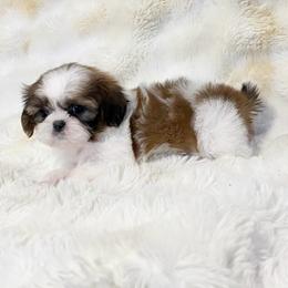 AKC Lily - Tricolor female Shih Tzu puppy in Greenville, South Carolina from Babyface Shih Tzu