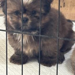 Shih Tzu Puppies from Staci Fidler