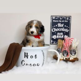 Aussiedoodle Puppies from Silva Ranch Doodles