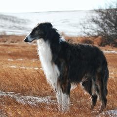 Borzois from Northern Tier Hounds