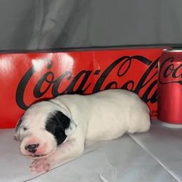 Coca Cola - White and black male Dalmatian puppy in Des Moines, Iowa from Spot Splattered Dalmatians