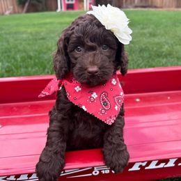 Sarah - Red - Chocolate female Australian Labradoodle puppy in Citrus Heights, California from Elite Blend Labradoodles