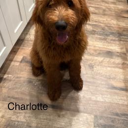 Goldendoodle All Grown Up from Lance Doodle Farm