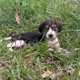 Grey collar - Tri-colored male Treeing Walker Coonhound puppy in Lovelady, Texas from 3 Color Kennel