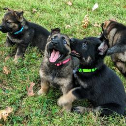 German Shepherd Puppies from Cintron K9