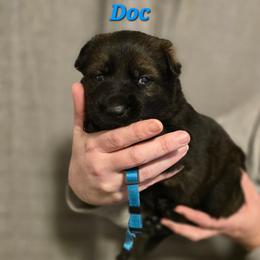 Doc - Sable male German Shepherd puppy in Ratcliff, Arkansas from Ridgeline Shepherds
