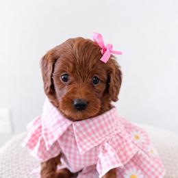 Mellie - Red  female Goldendoodle puppy in Amery, Wisconsin from Cornerstone Retrievers