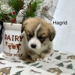 Hagrid - Sable male Pembroke Welsh Corgi puppy in Waverly, Iowa from A Hurd of Corgis