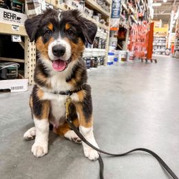 Australian Shepherd Puppies from JS Aussies
