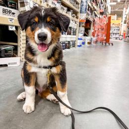 Australian Shepherd Puppies from JS Aussies