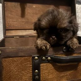 May - Chocolate female Shih Tzu puppy in Azusa, California from RJ Shih Tzu lover