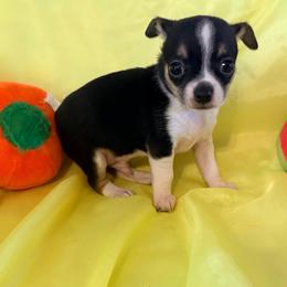 Sinatra AKC - Black and tan male Chihuahua puppy in Seneca, Missouri from Stephanie’s Puppy Colony