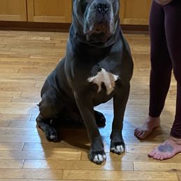 Sawyer - Cane Corso