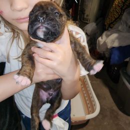 Boxer Puppies from Andrus Family Boxers