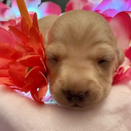 Dachshund Puppies from Mimi’s Doxies