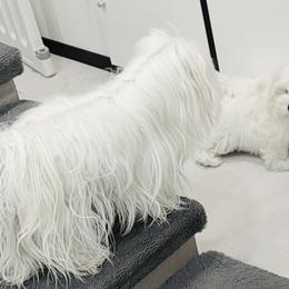 AKC - Top-quality Maltese with outstanding genetics - White male Maltese puppy in San Mateo, California from AKC Maltese California