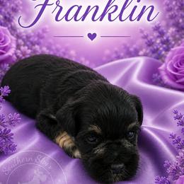 Franklin - Black male Miniature Schnauzer puppy in Sylvania, Georgia from Southern Sky Miniature Schnauzers