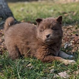 Kit - Red and white female Siberian Husky puppy in Coshocton, Ohio from Wyant Farms