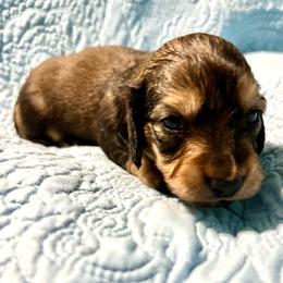 Walker - Shaded Cream - Cream male Dachshund puppy in Statesville, North Carolina from Southern Doxies