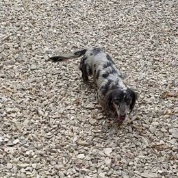 AKC SAWYER - Dachshund