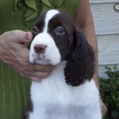 English Springer Spaniels and Field Spaniels from Pridemark