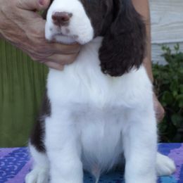 English Springer Spaniels and Field Spaniels from Pridemark