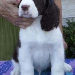 English Springer Spaniels and Field Spaniels from Pridemark