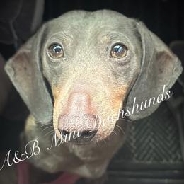 Blu - Dachshund