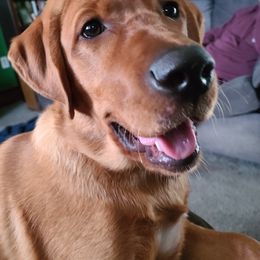 Dilute Retriever and Labrador Retriever Puppies from SmoKy Hills Labradors