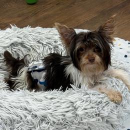 Moose - Chocolate, tan and white male Yorkshire Terrier puppy in Dalton, Georgia from Southern Charm Precious Paws