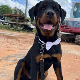 Rottweilers from Cheaha Mt. Rottweilers