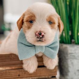 Austin - Parti male Goldendoodle puppy in Iola, Texas from Supreme Doodles of Texas