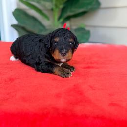 Red - Phantom male Bernedoodle puppy in Charleston, South Carolina from Palm Belle Doodles