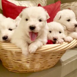Samoyed Puppies from Falling cedar farm samoyeds