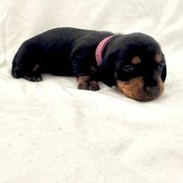 Purple - Black and tan female Dachshund puppy in Silver Springs, Florida from DeMarsh's Dachshunds