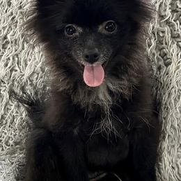 Pomeranians from Dalton’s Pomeranians